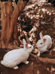 white rabbits